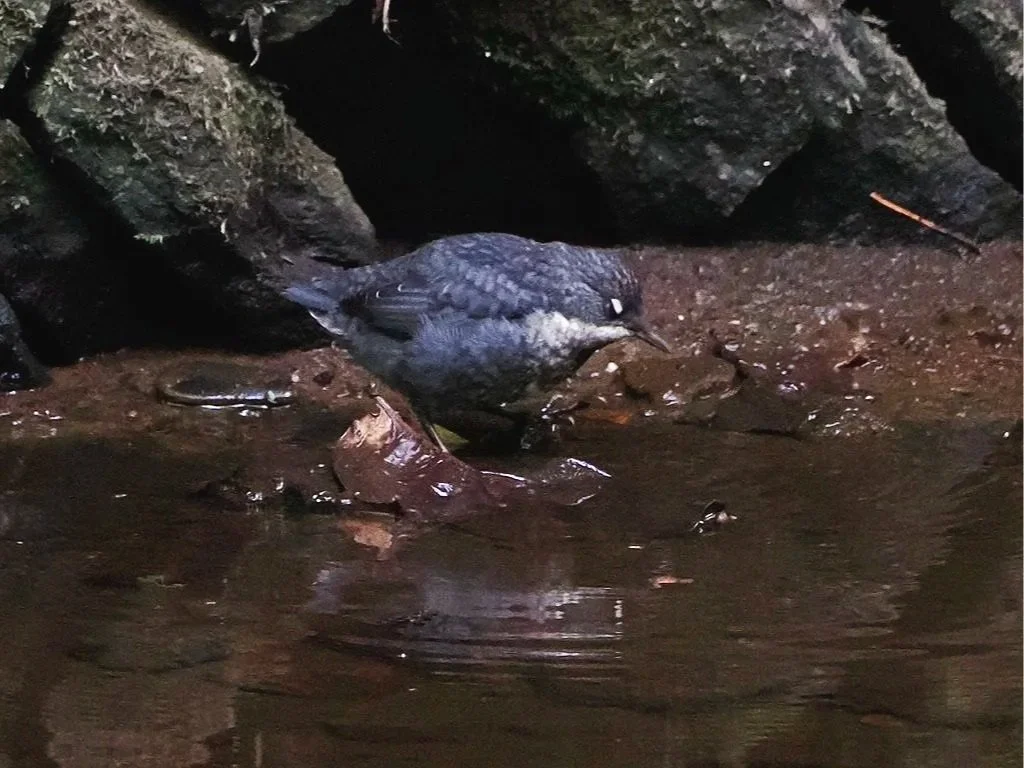 Fledgling Sleepy Dipper