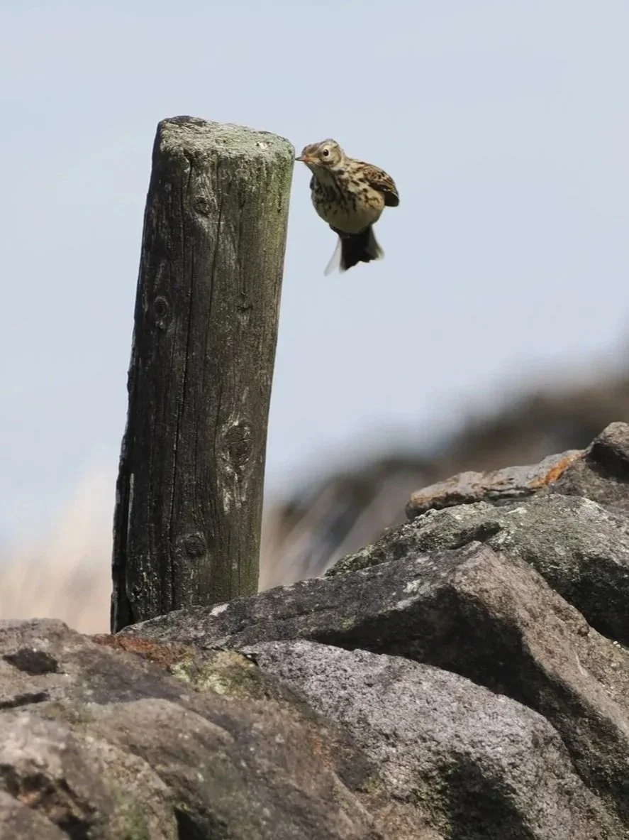 "Help - I'm stuck !"  This little Meadow Pippit fledgling (a meadow "pipette" maybe..?!) was not really stuck, it was very busily flitting from cover to cover.  Remarkably well camouflaged against the old dry stone walls, when still.