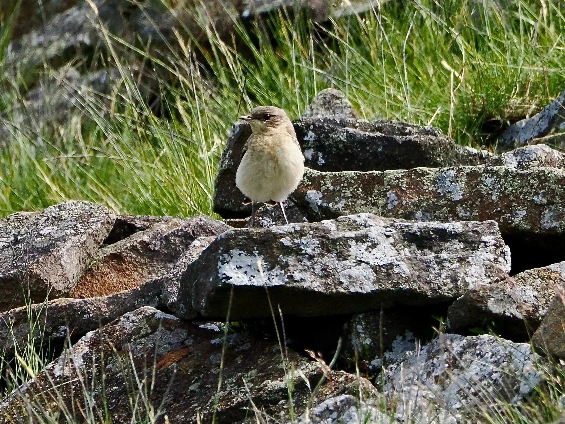 Fledgling Meadow Pippit