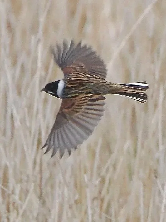 The elusive Reed Bunting in flight