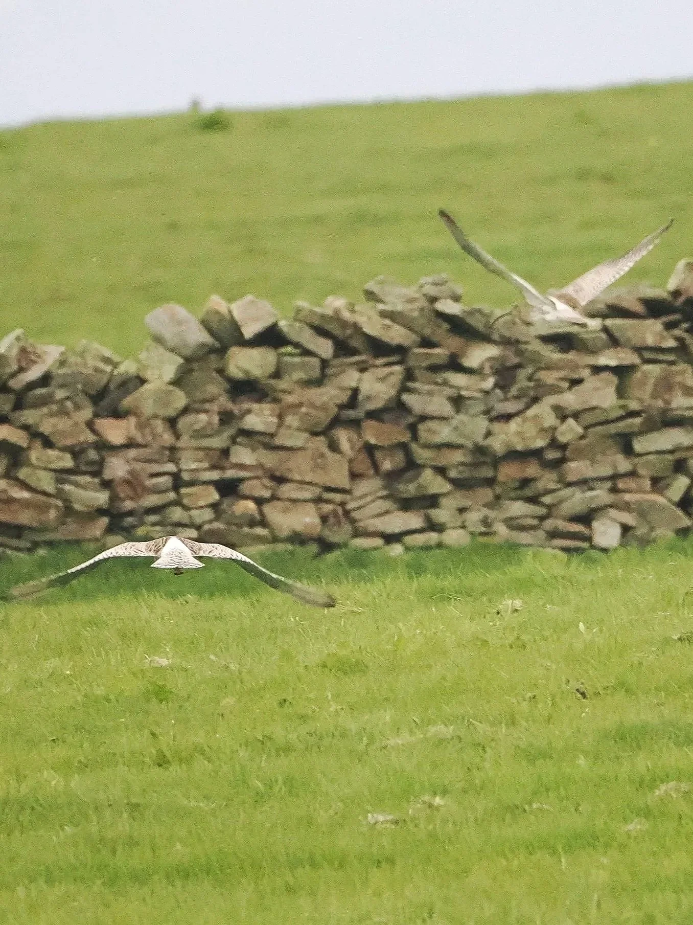 a pair of Curlew