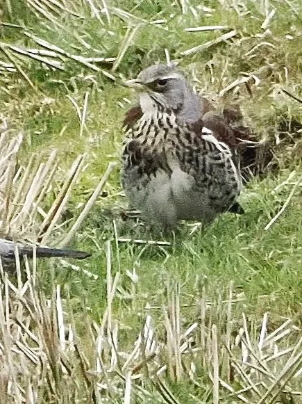 Fieldfares
