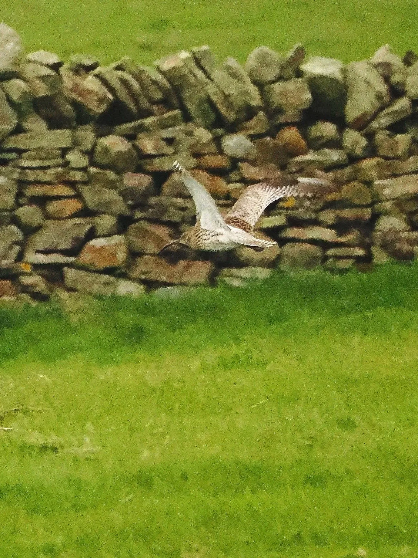 Curlew