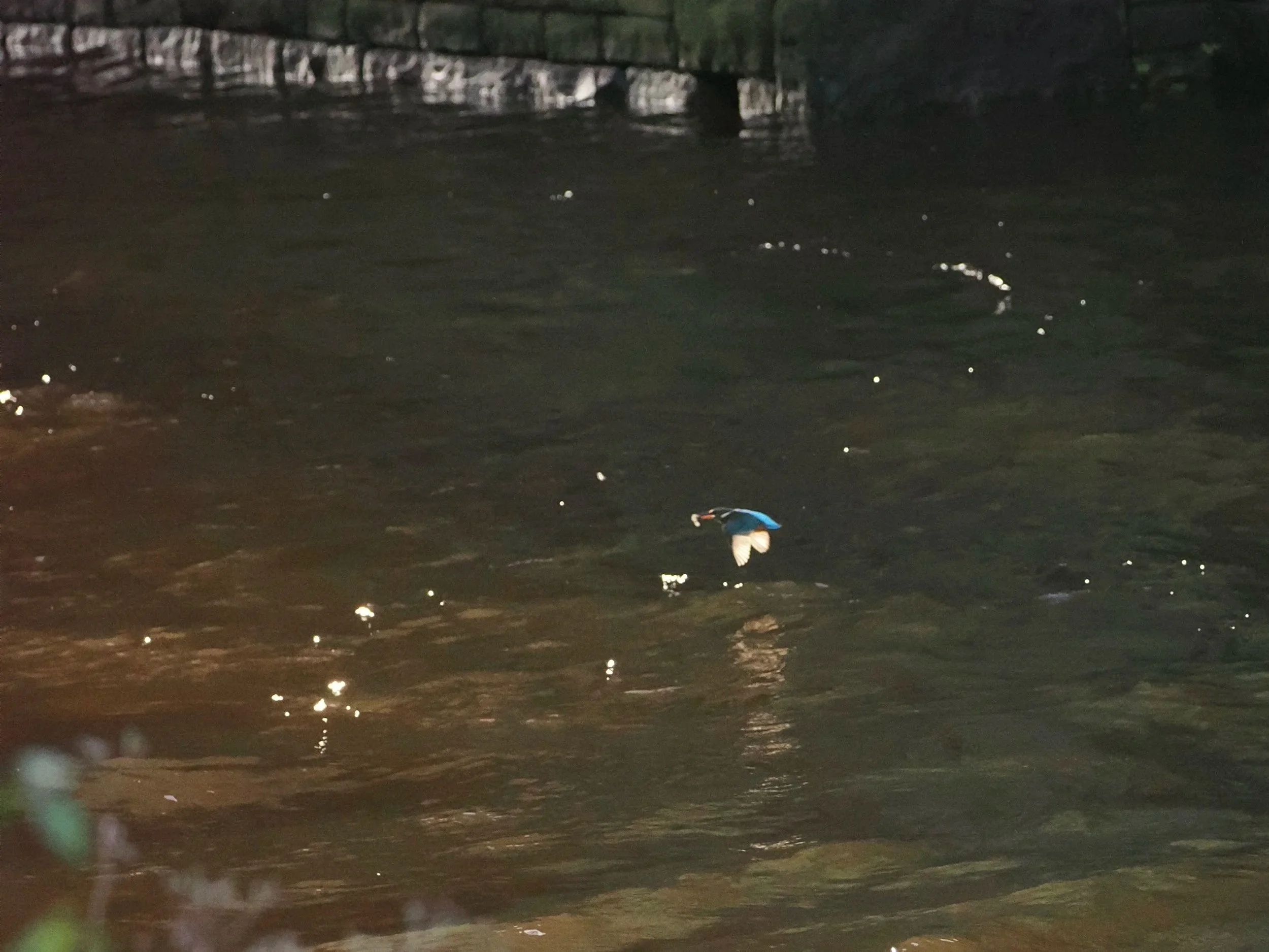 I love the light on the wings as it whizzed past