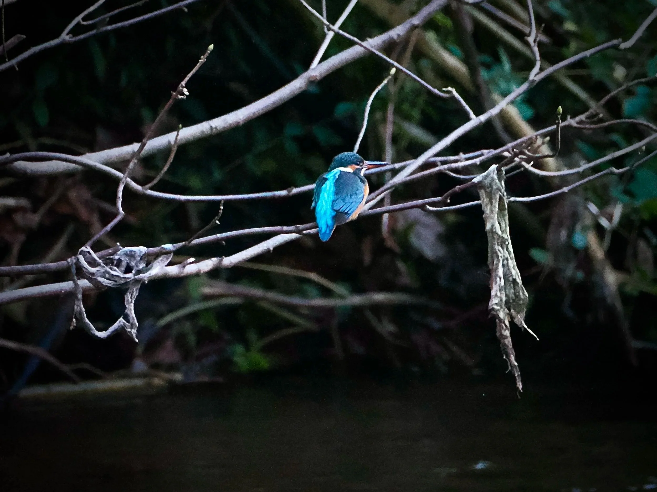 Kingfisher in New Mills, perched amongst shredded plastic waste