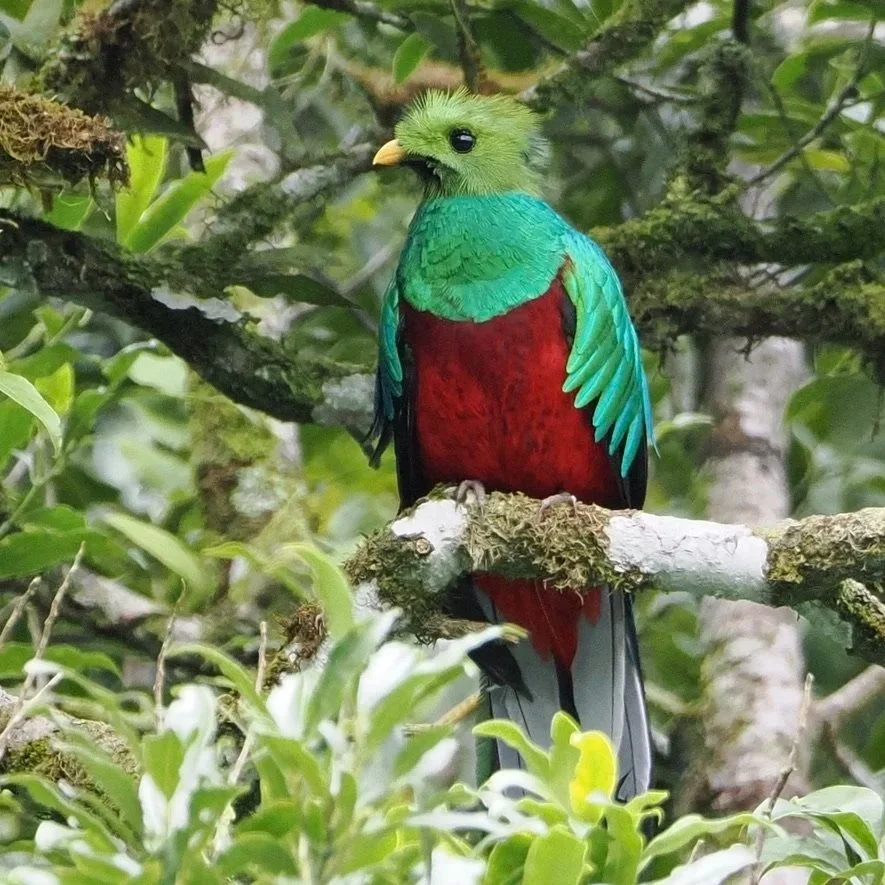 We also saw a very rare Quetzal, in the worng place at wrong time of year.