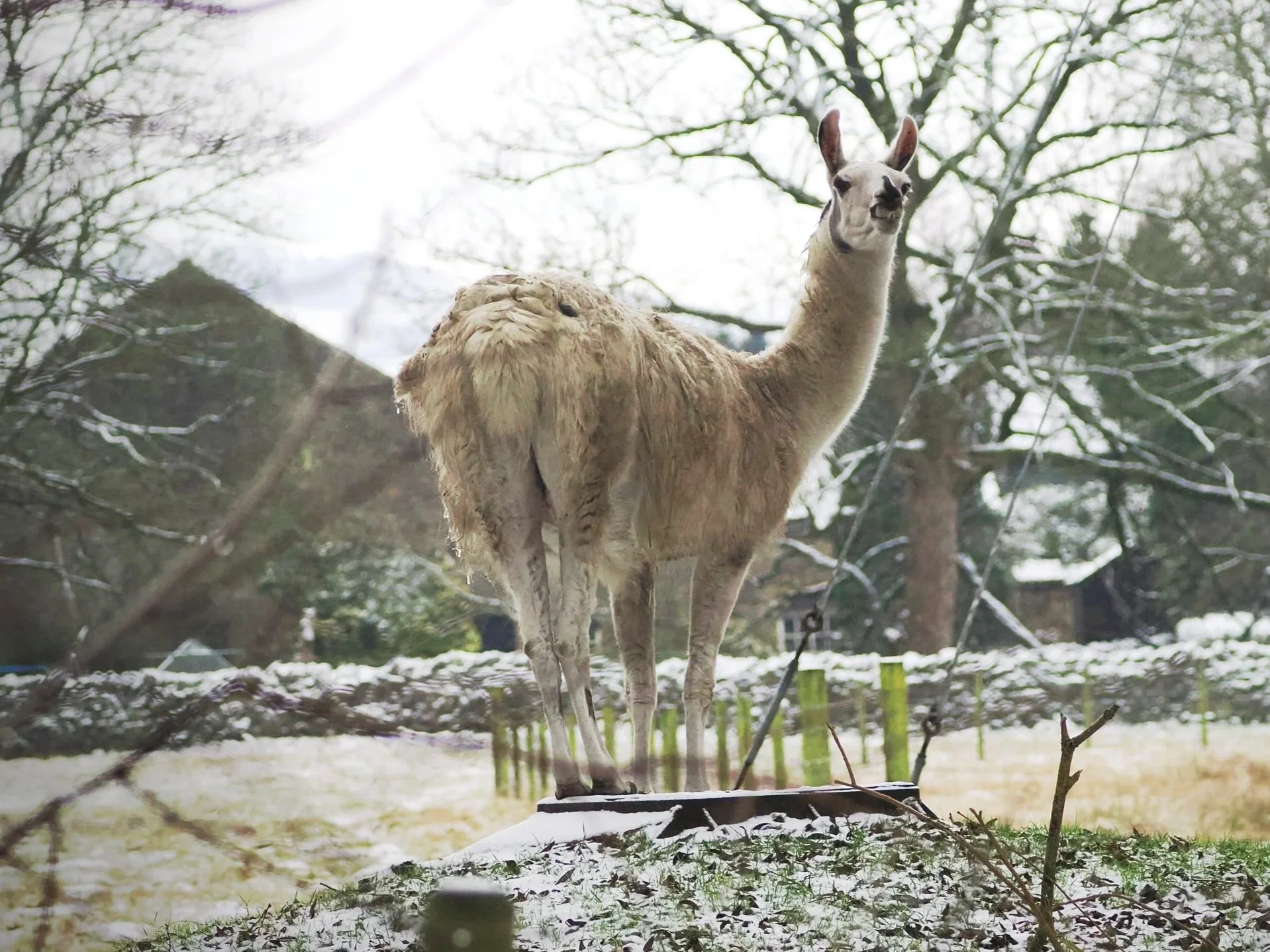 Llamas at Goytside Pyramids