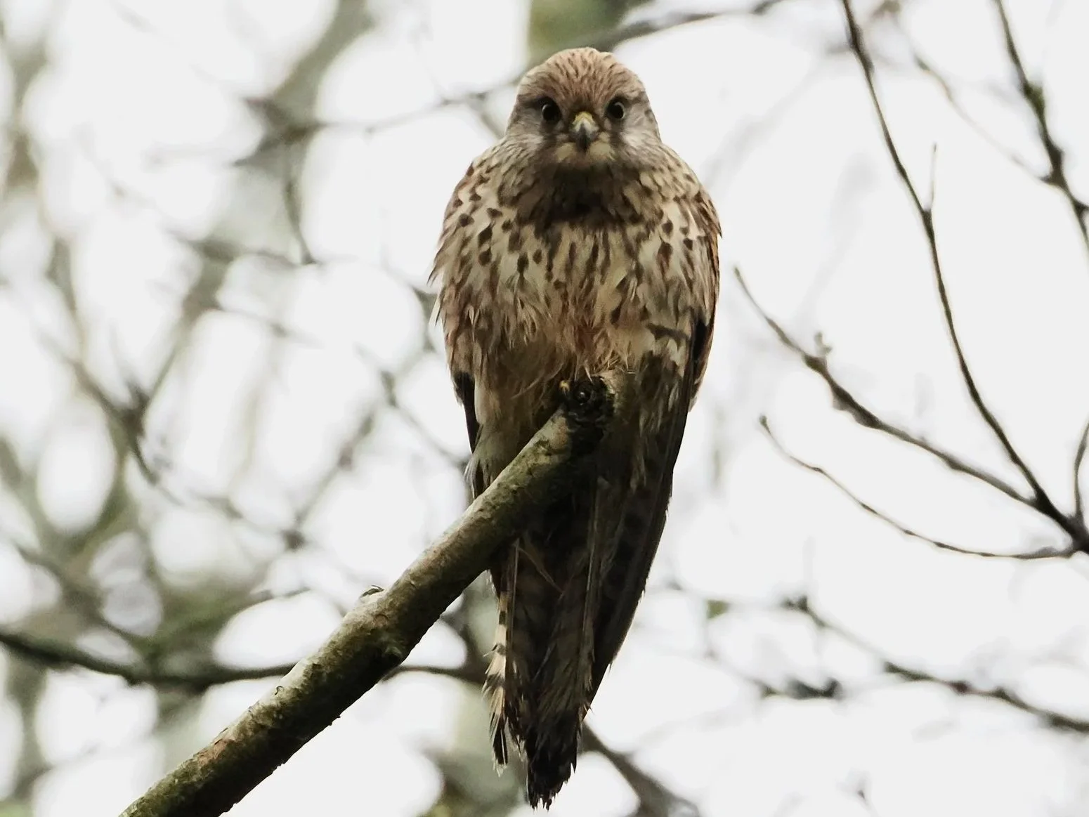Have you ever been stared at by a Kestrel?  She  looked at me for what felt like 5 minutes, weighing up whether or not she could realistically eat me