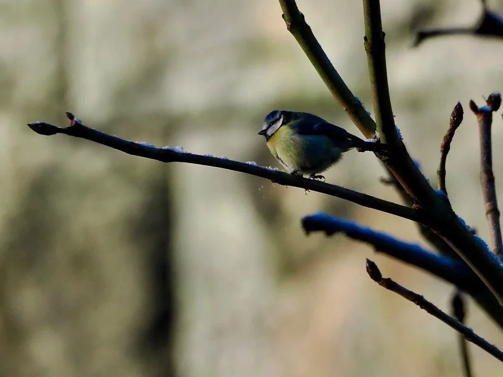 Blue tit on a snowy twig