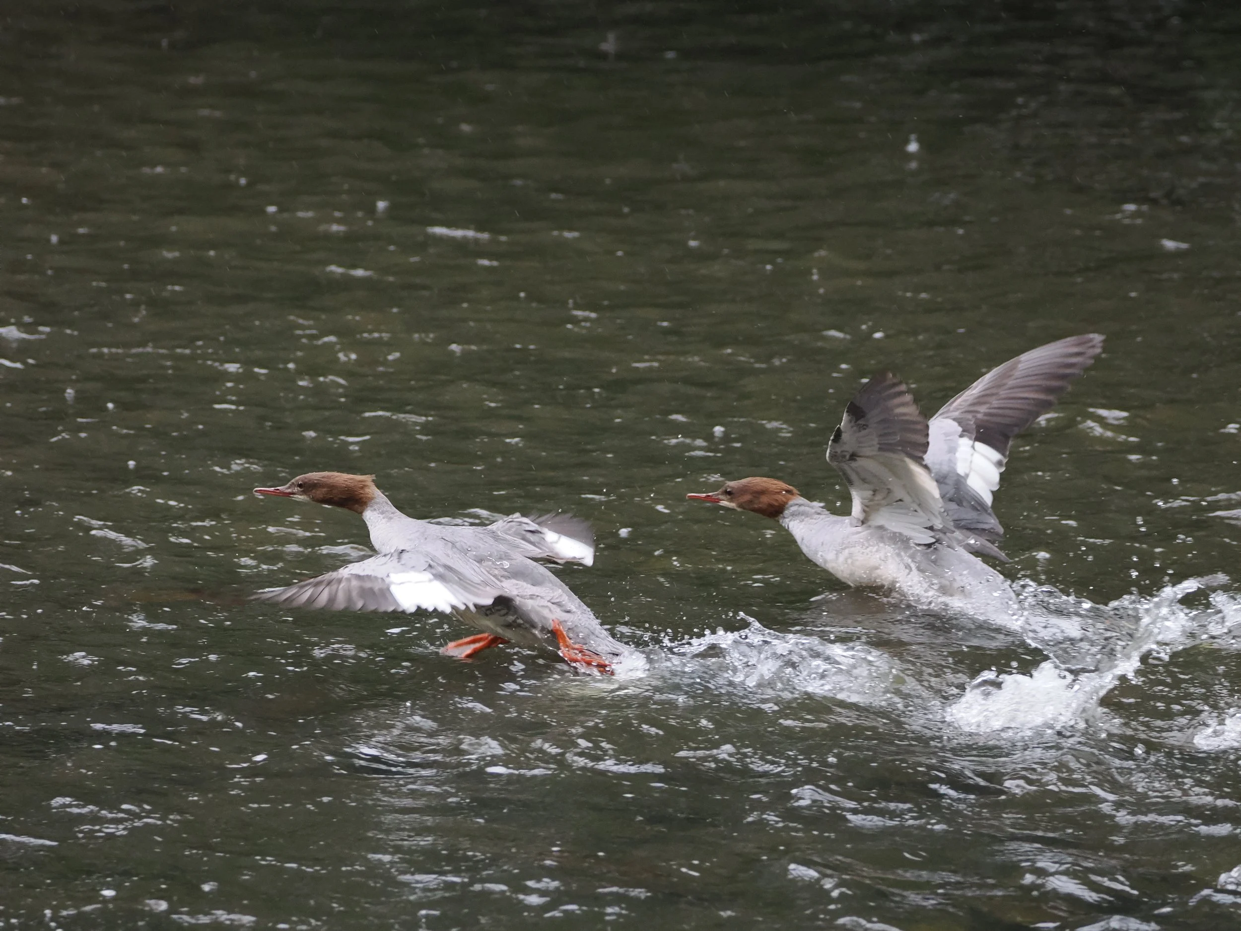 goosanders take off.jpeg