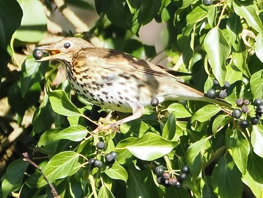 thrush+with+berry+in+bush.jpg