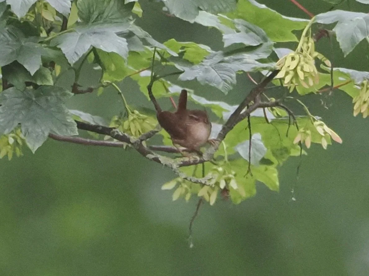 Wren+fledgling.jpg