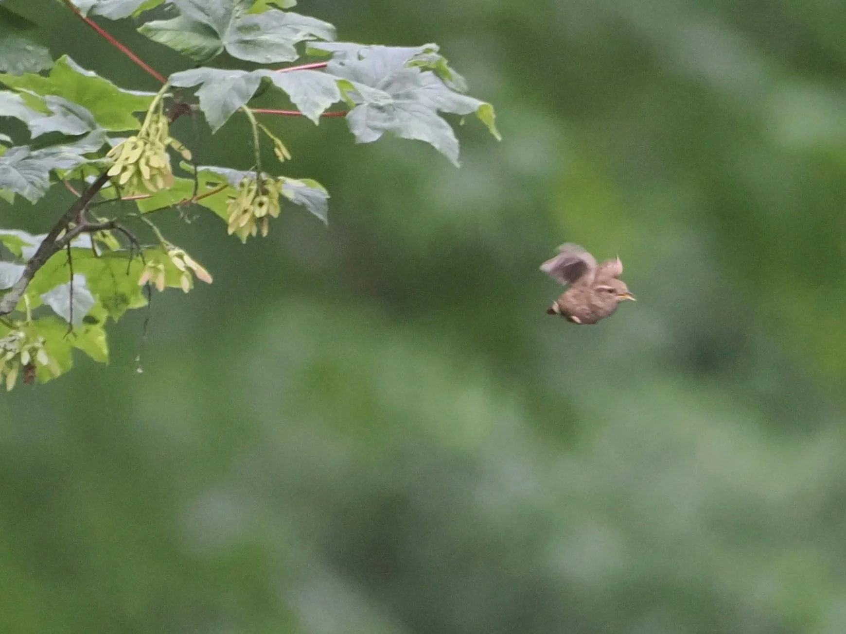 wren+wheee%21+.jpg