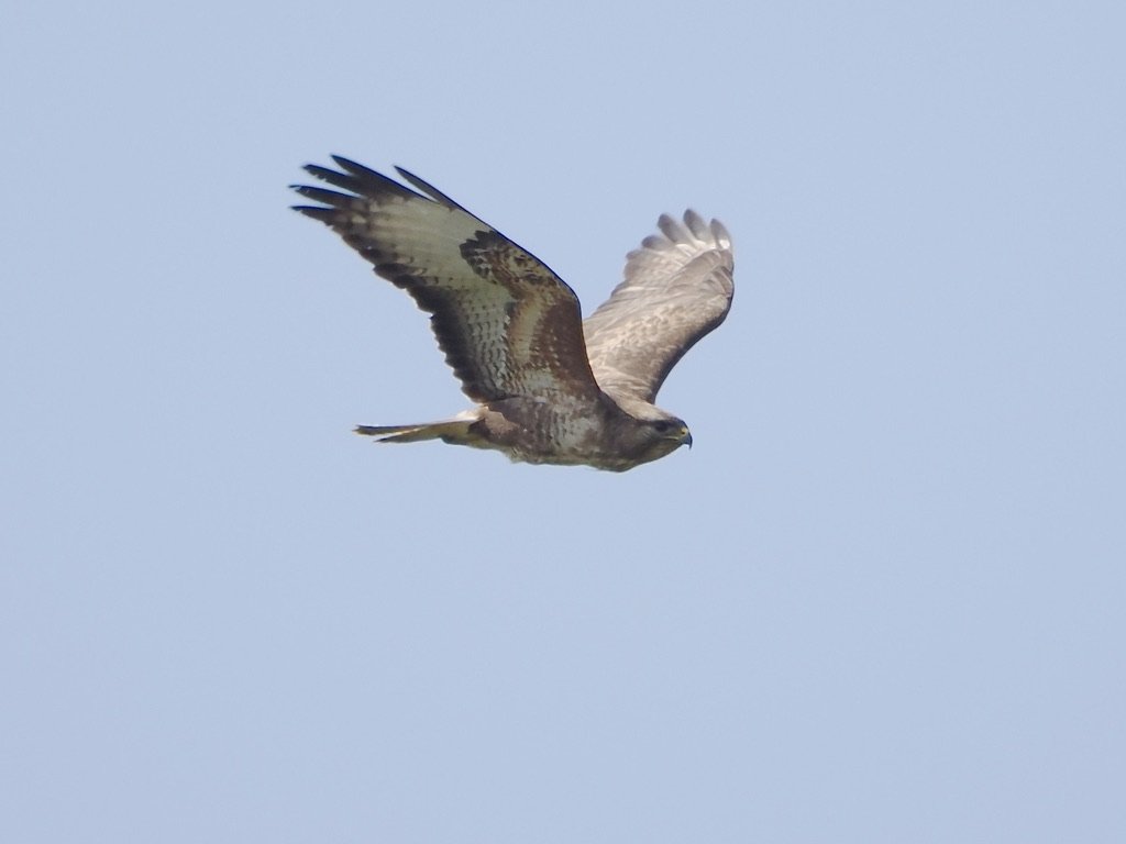 From high up on the Chinley Churn bridleway, I just had time to get my camera out of the mountain bike backpack, and got eye level with this Buzzard