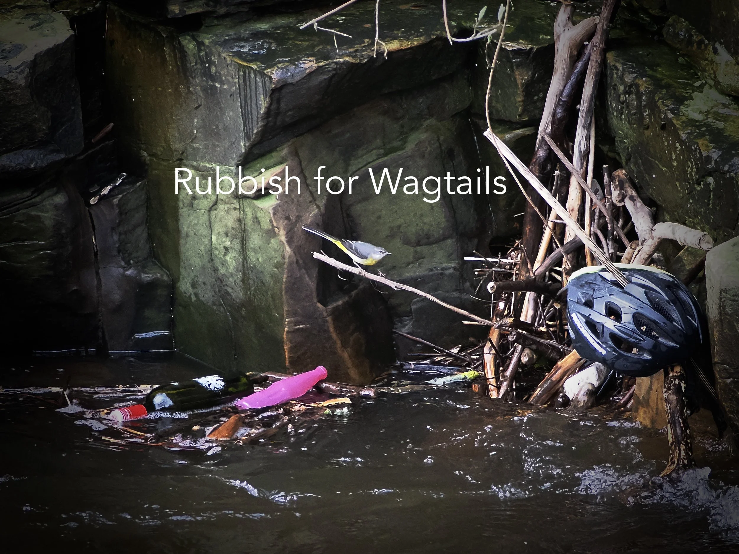 Rubbish for wagtails side on.jpeg