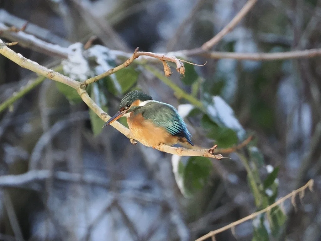 Even  catching fish in the snow