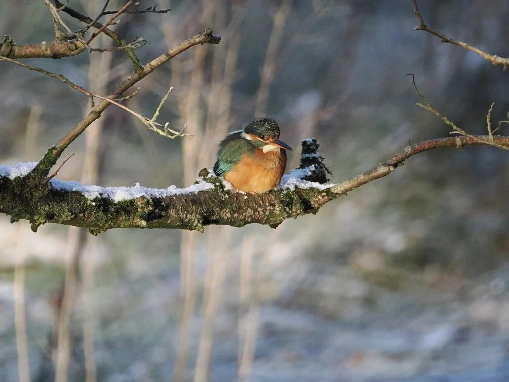 Its a cold day for a Kingfisher