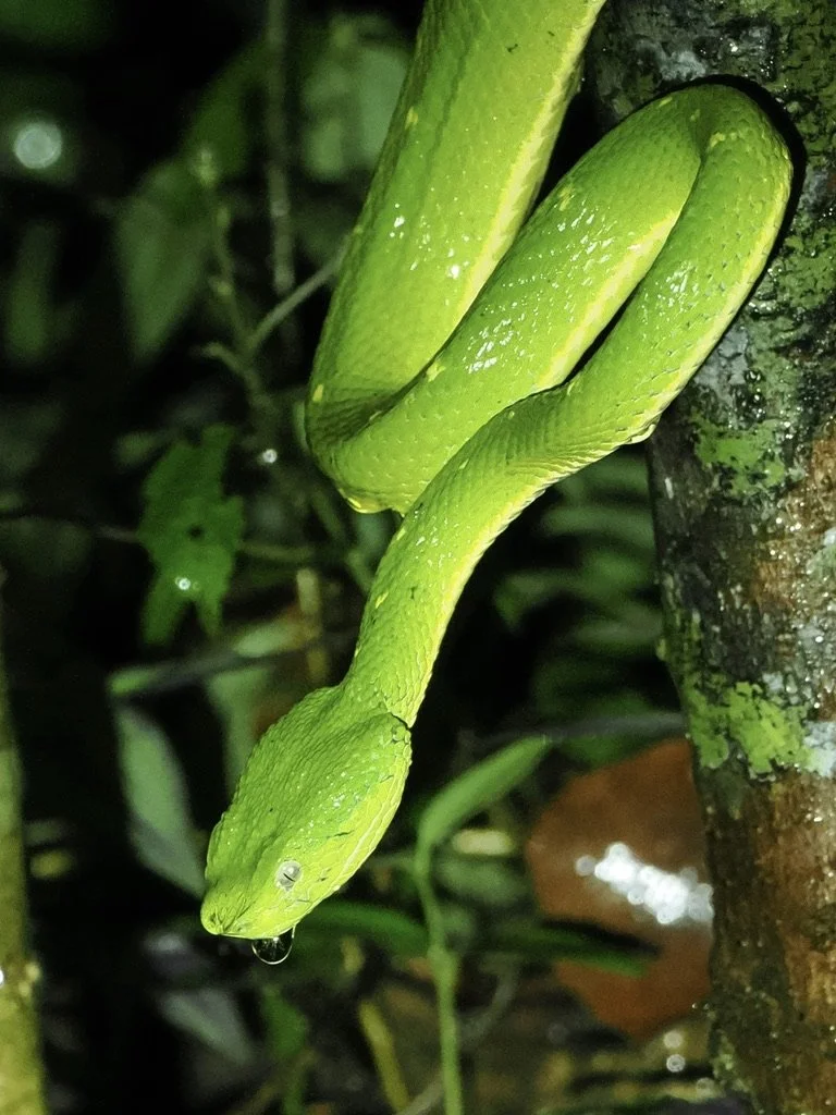 A Green Pit Viper, we did a guided night walk in Monteverde Cloud Forest, saw about 4 of these, very still, waiting for a bat or something to fly too close