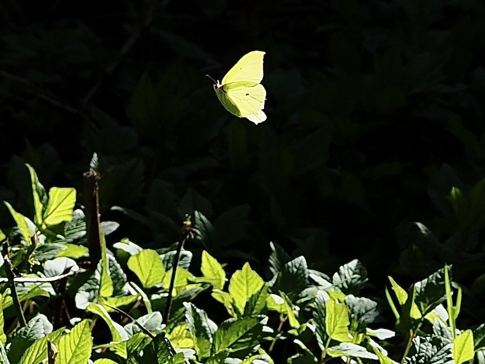 Brimstone Butterfly catching the morning sunlight