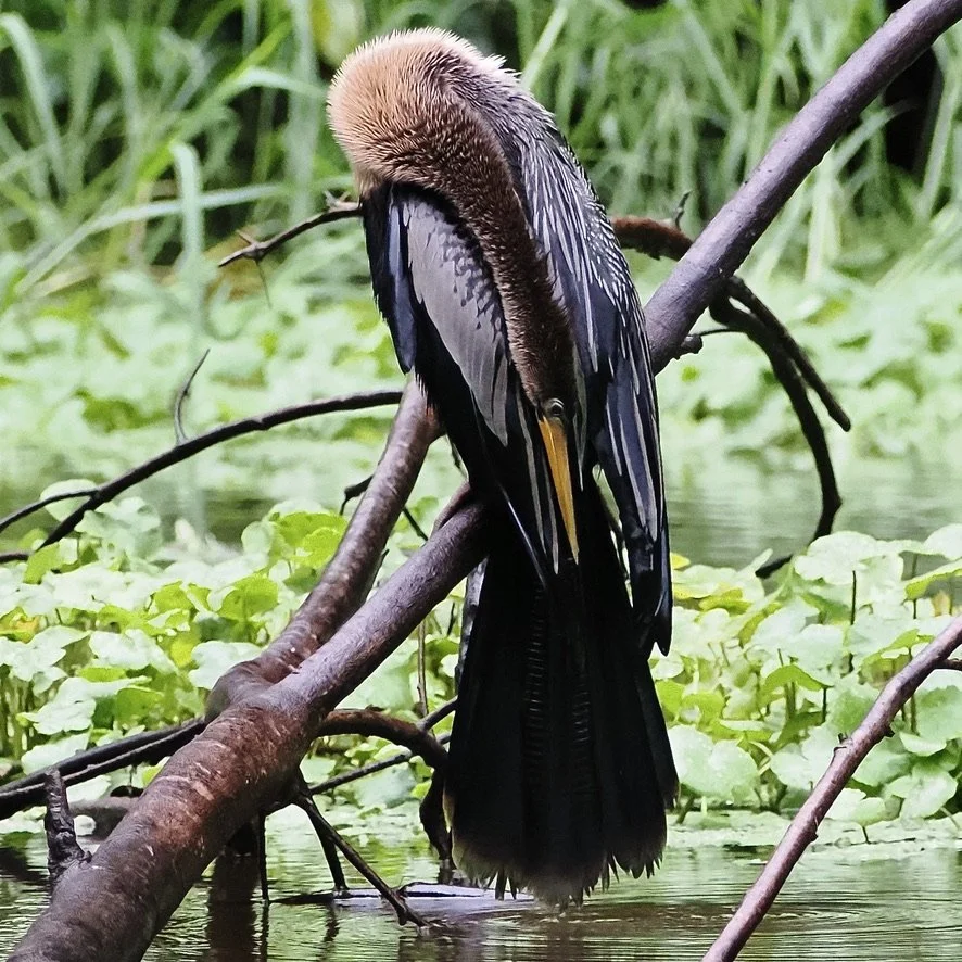 Very Elegant Aninga bird posing for the paparazzi