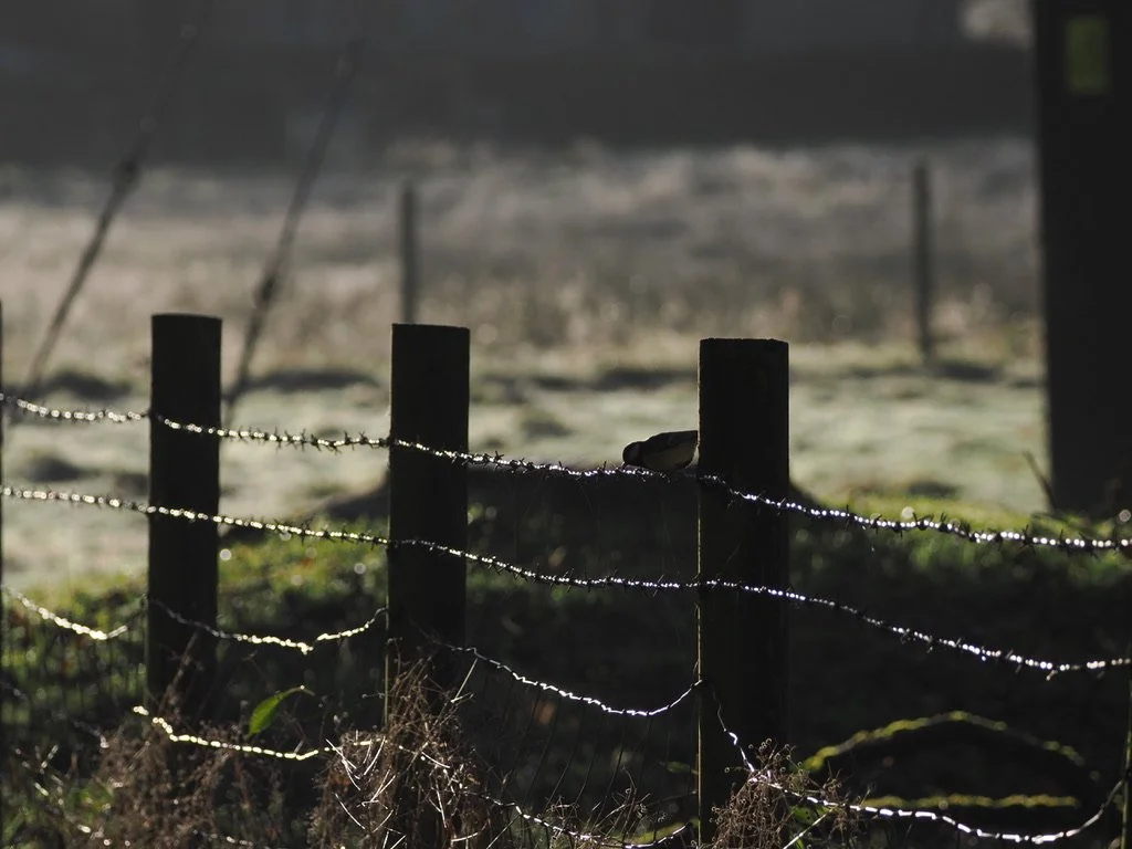 the frosty fence in the early morning, leading to Goytside farm