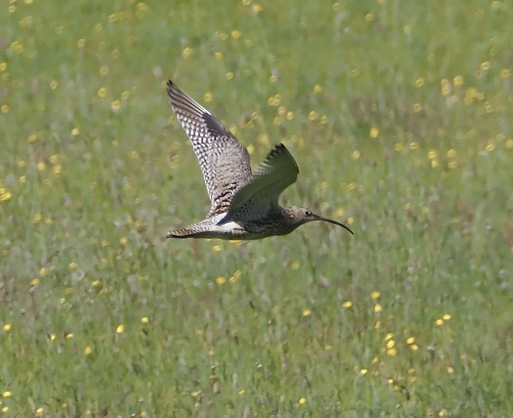 Glorious, the Curlew over a Springtime meadow.  Come on Curlews!
