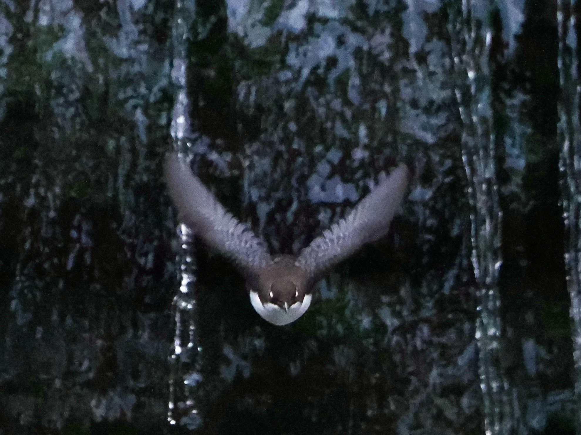 Dipper flying in front of waterfall, Torrs Riverside Park, New Mills, Peak District, Derbyshire