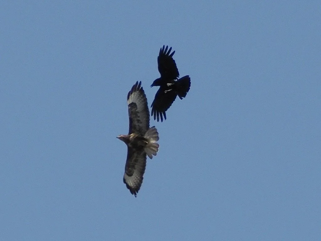 Buzzard vs Crow on Chinley Churn
