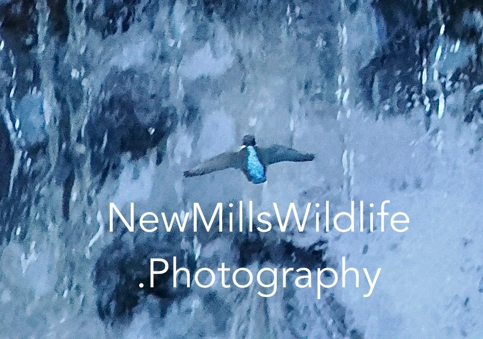 Kingfisher Waterfall NMWP image.jpeg