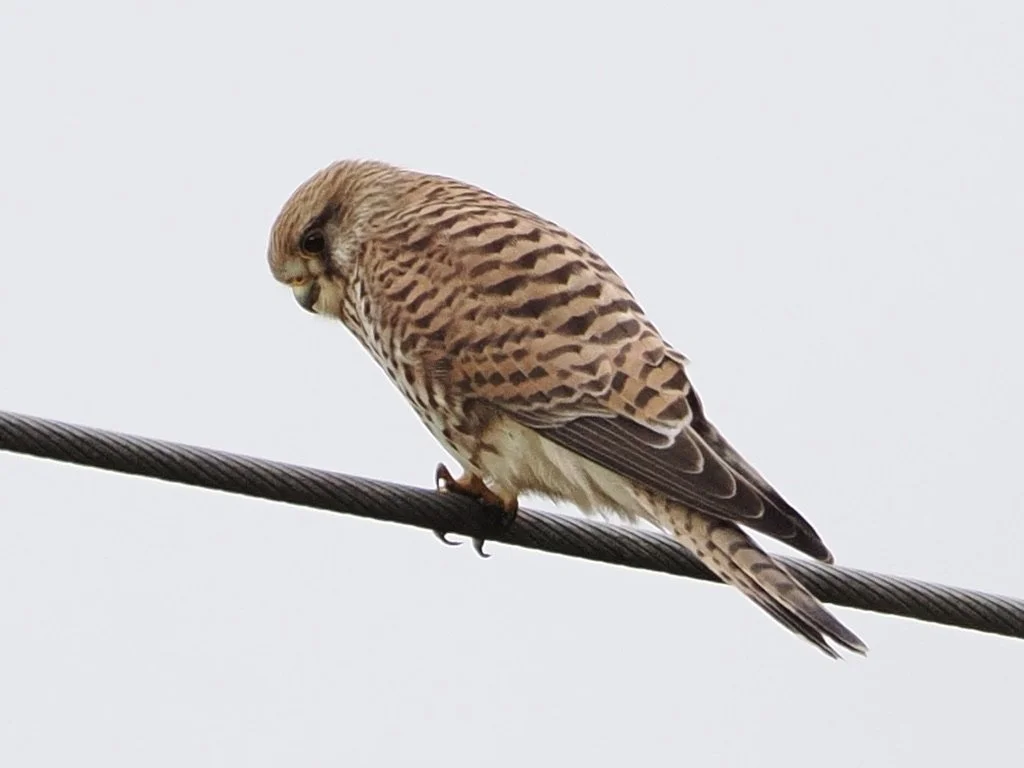 Female kestrel eyeing up breakfast