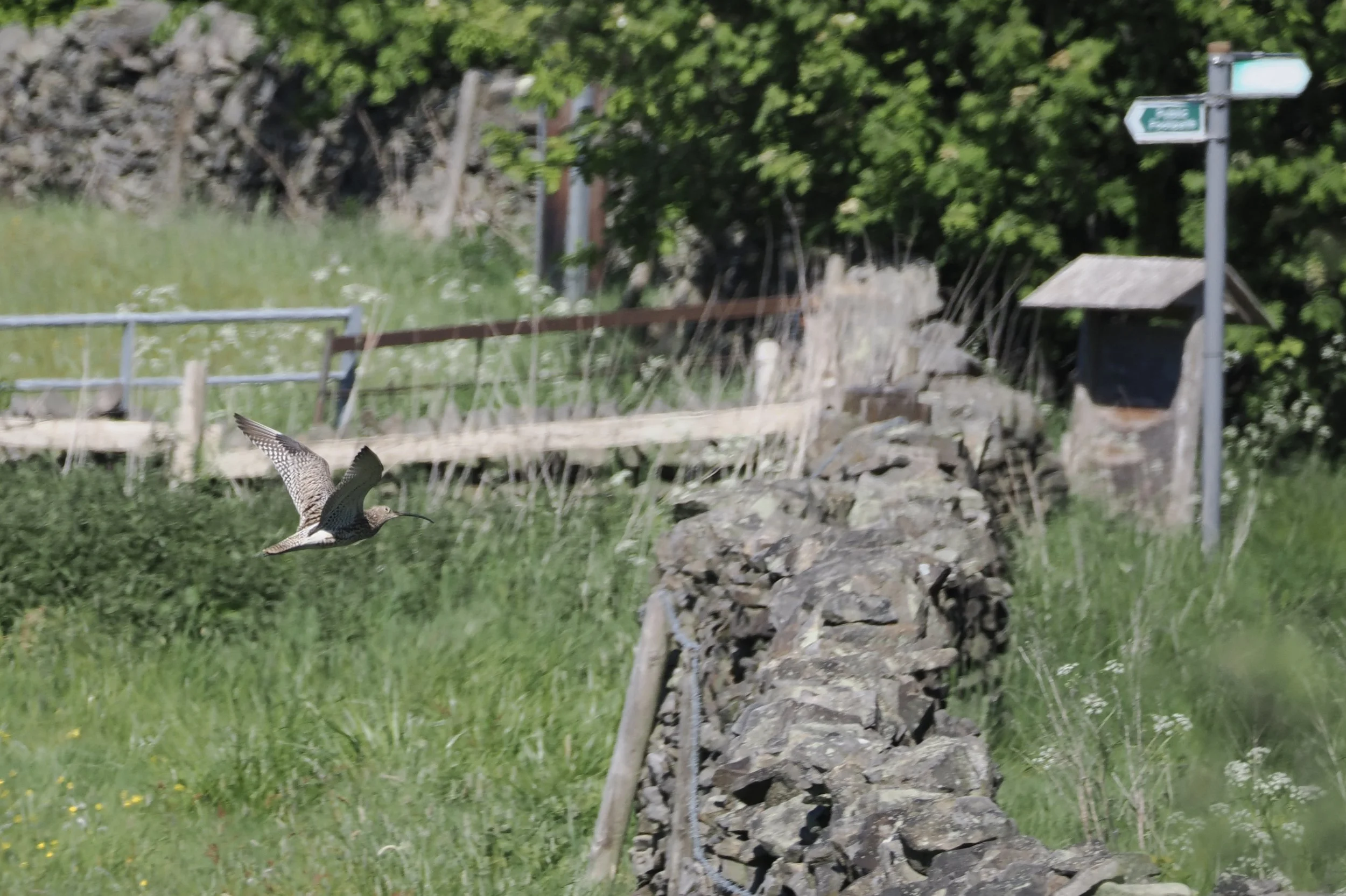 Curlew looking for directions