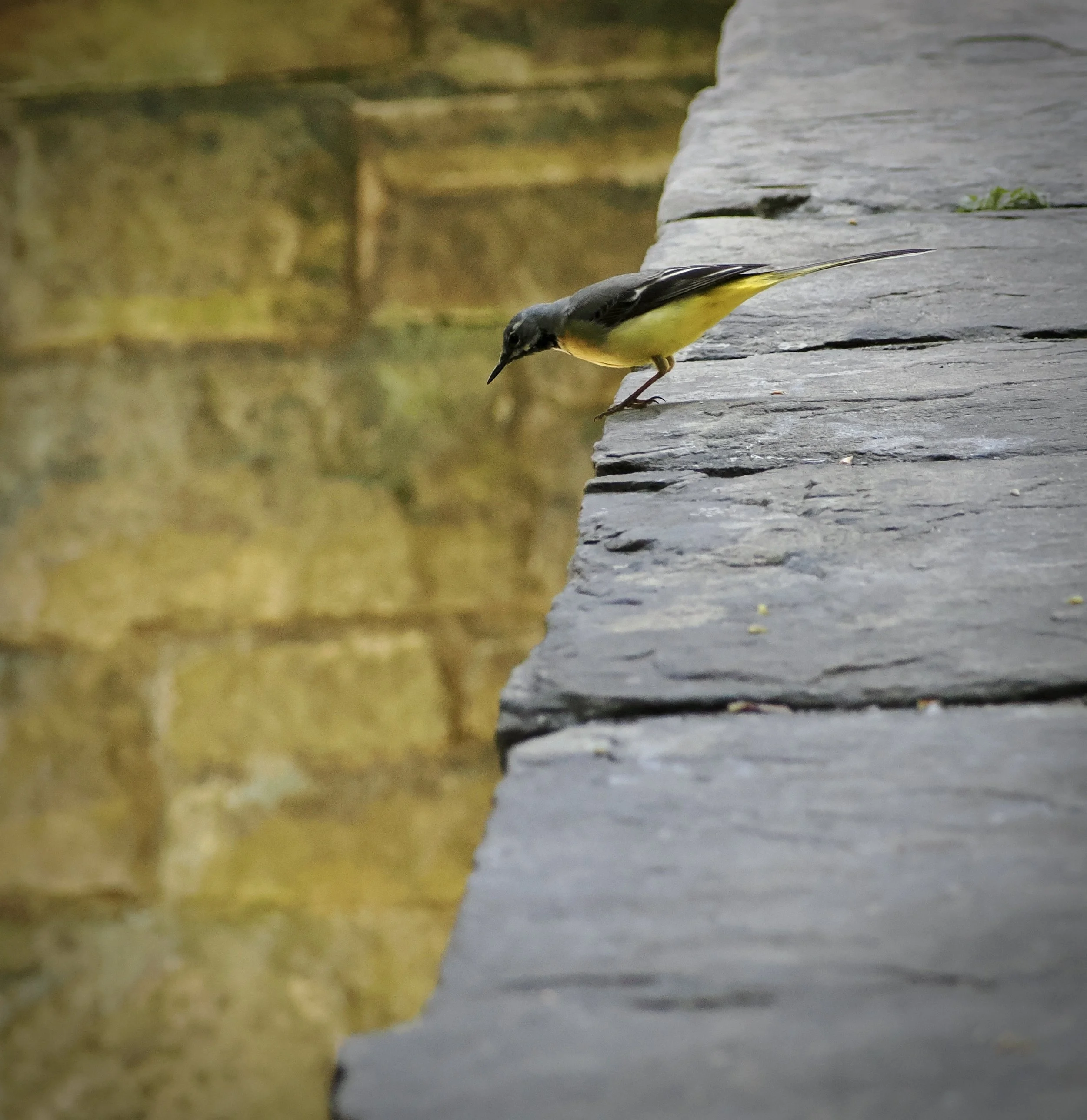 i love this.  One of my absolute favourites.  Peering over the edge, into thte warm inviting light, curious, but a bit hesitant.