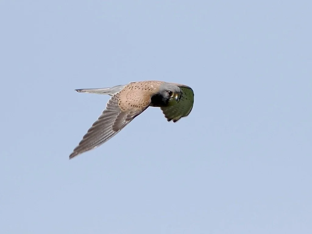 I love the way the Kestrel is looking at me