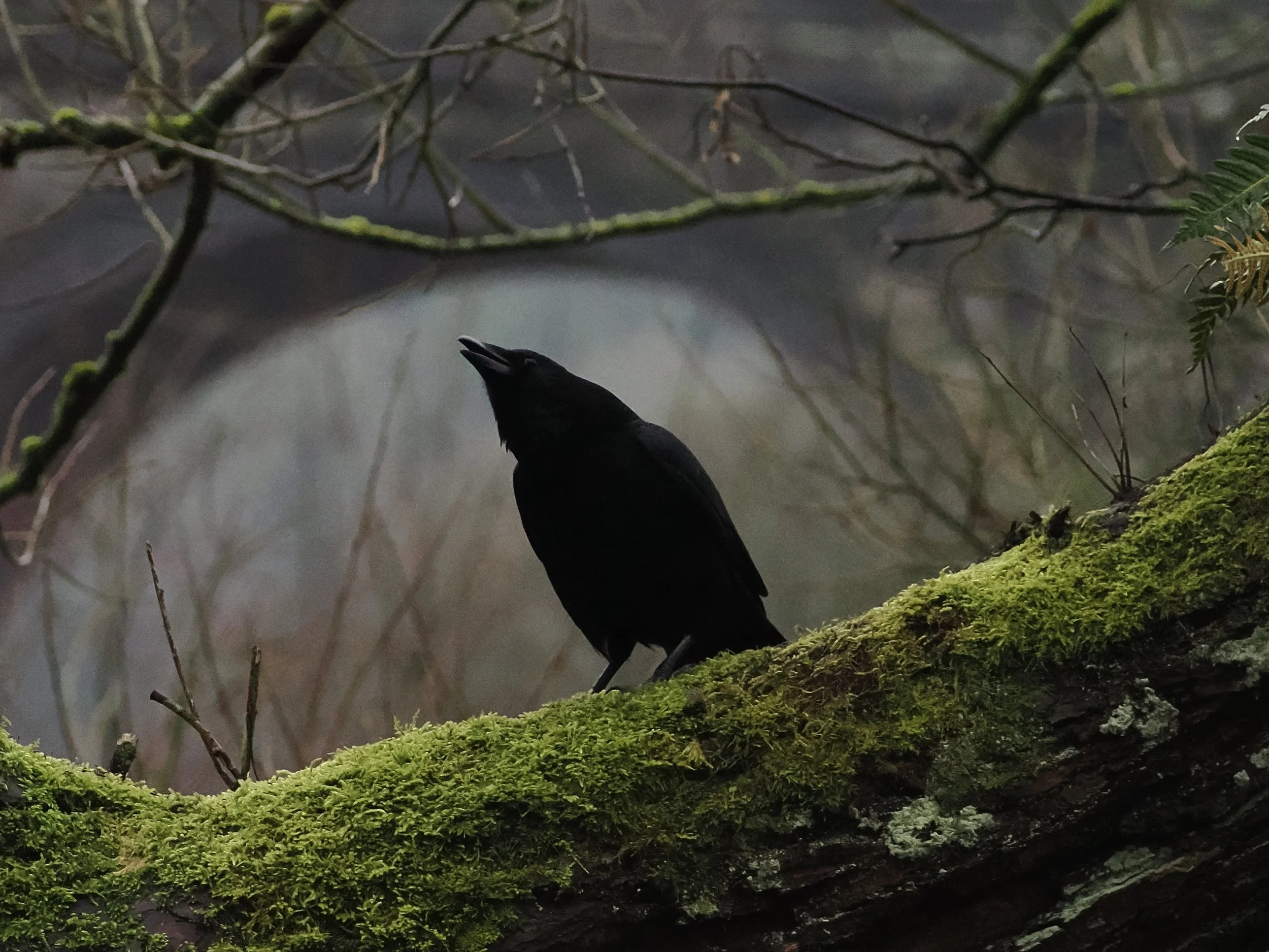 Crow framed by the Railway Arches 