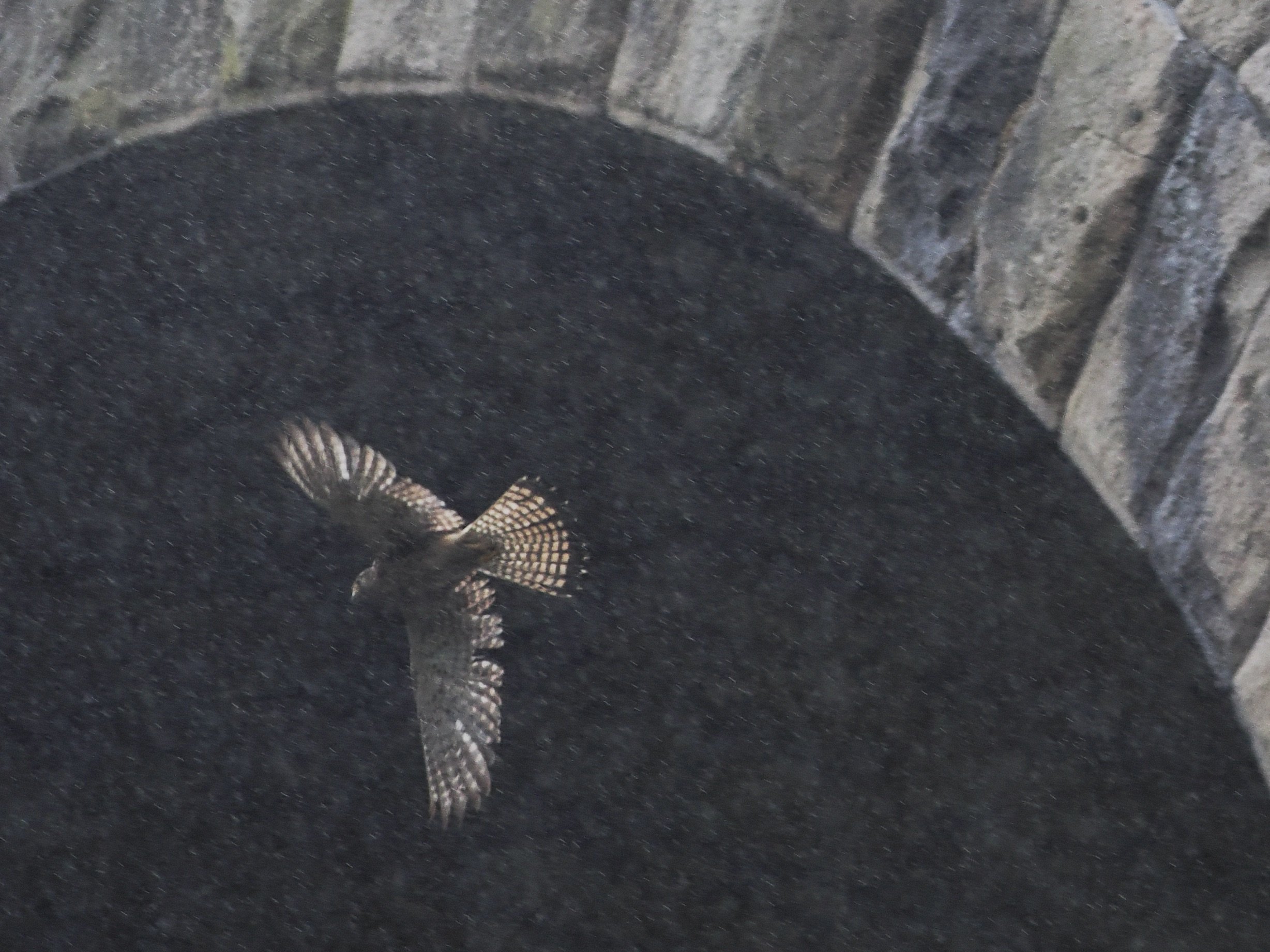 Kestrel in the rain flying through the viaduct arches