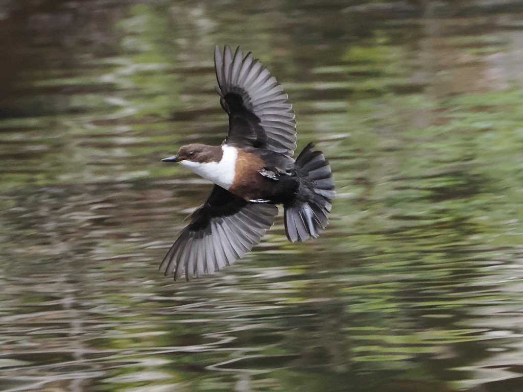 Dipper whooshing by