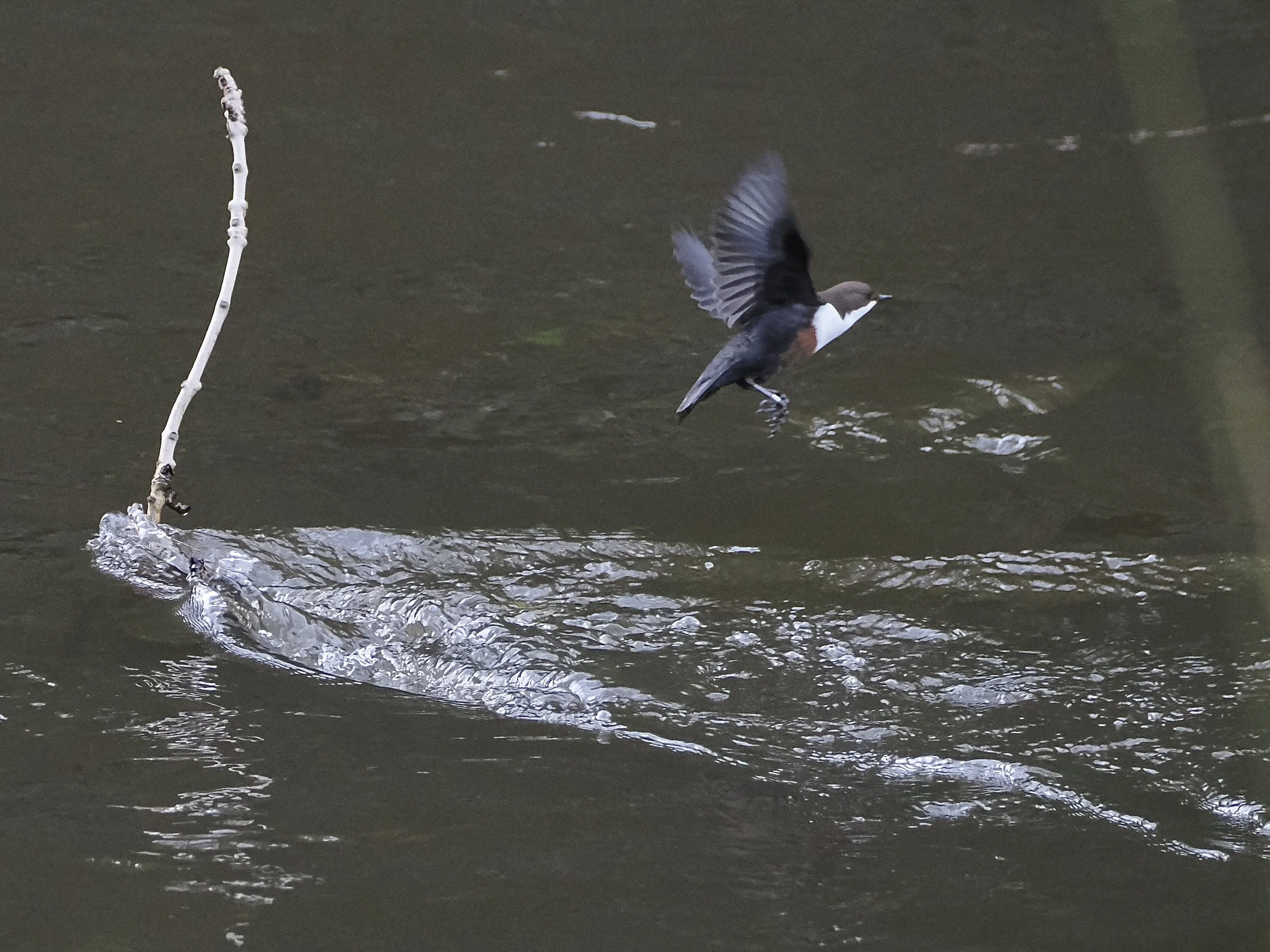 dipper flying off.jpeg