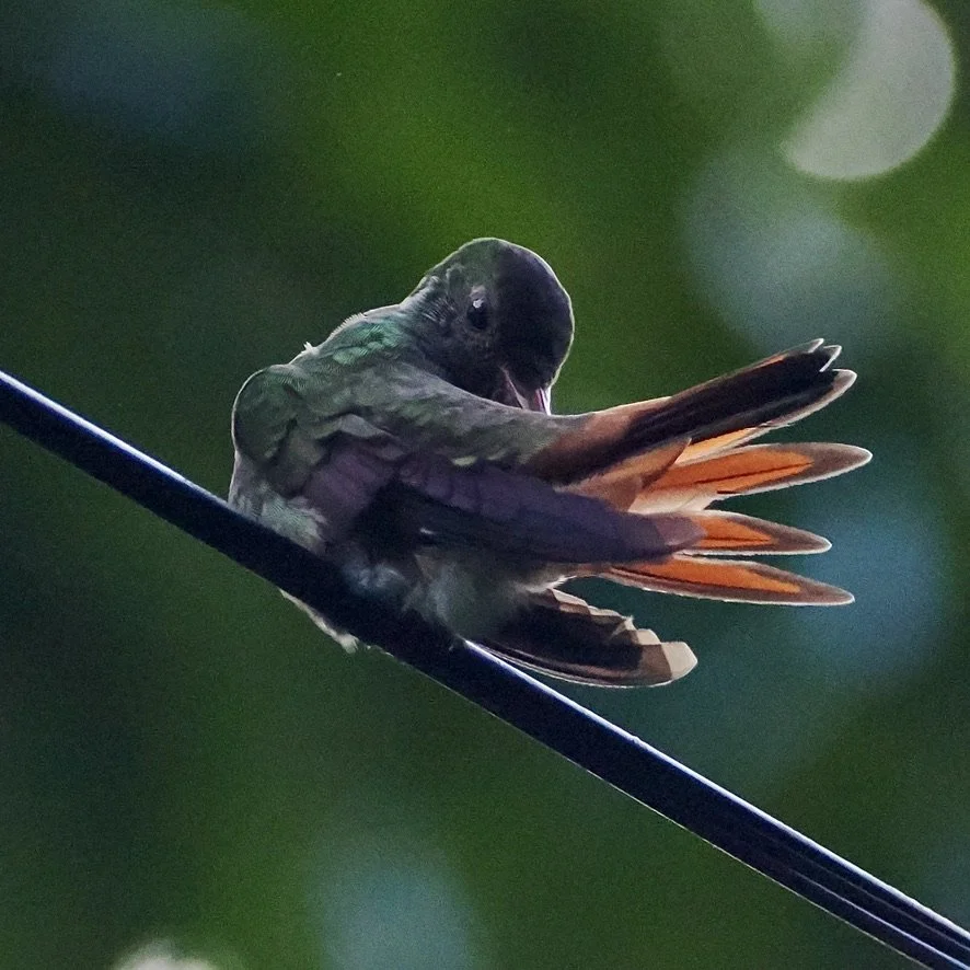 This hummingbird was resting on a cable near our lodge, Pachira Lodge at Tortuguero, 6 am. 