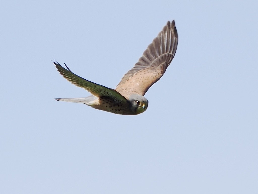 Kestrel still looking me in the eye