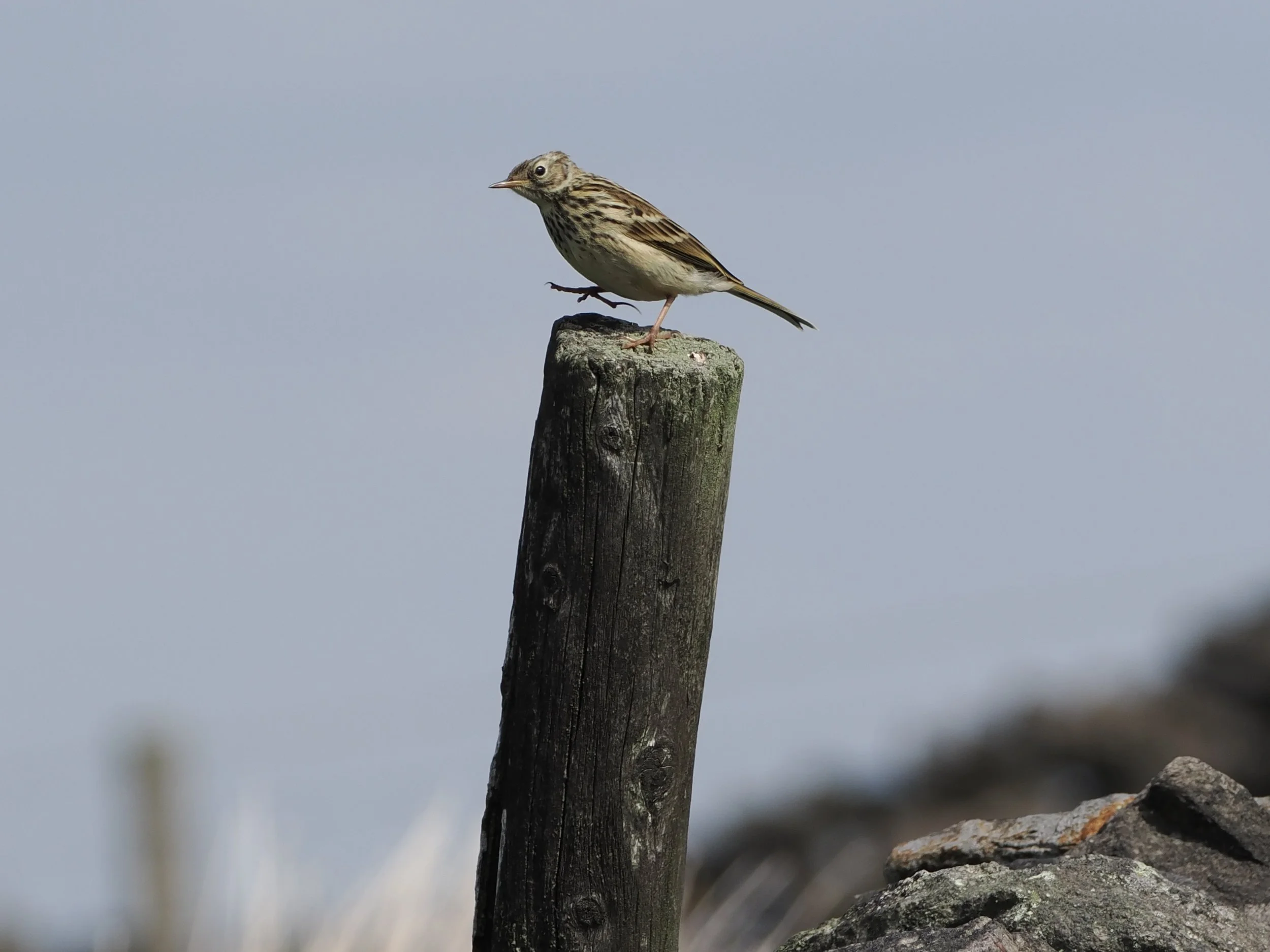 Meadow Pippit posing