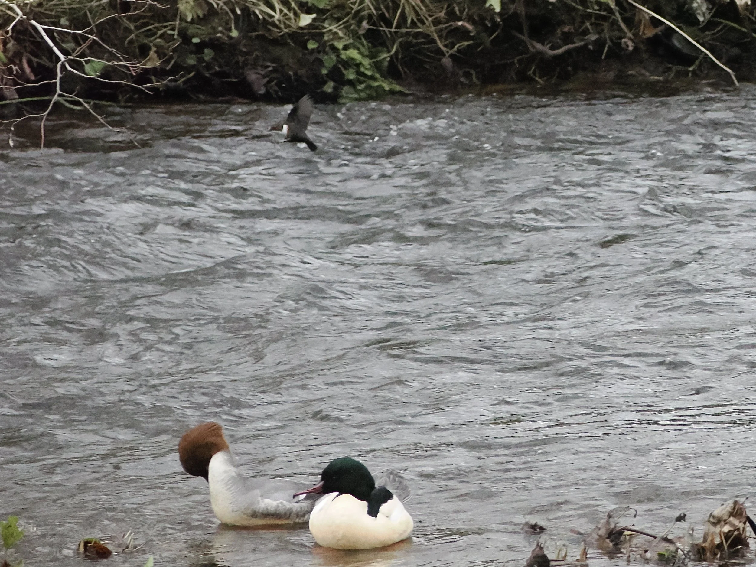 dipper and goosanders.jpeg