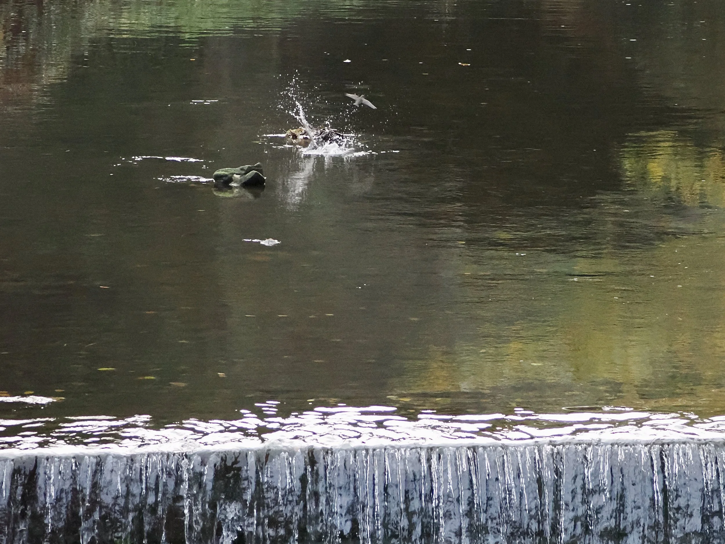 Dipper escaping fight above Torrs Hydro