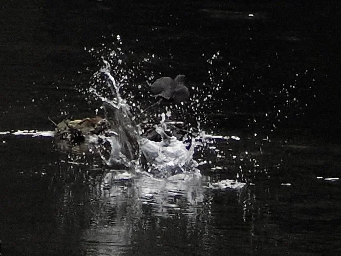 Dippers fighting
