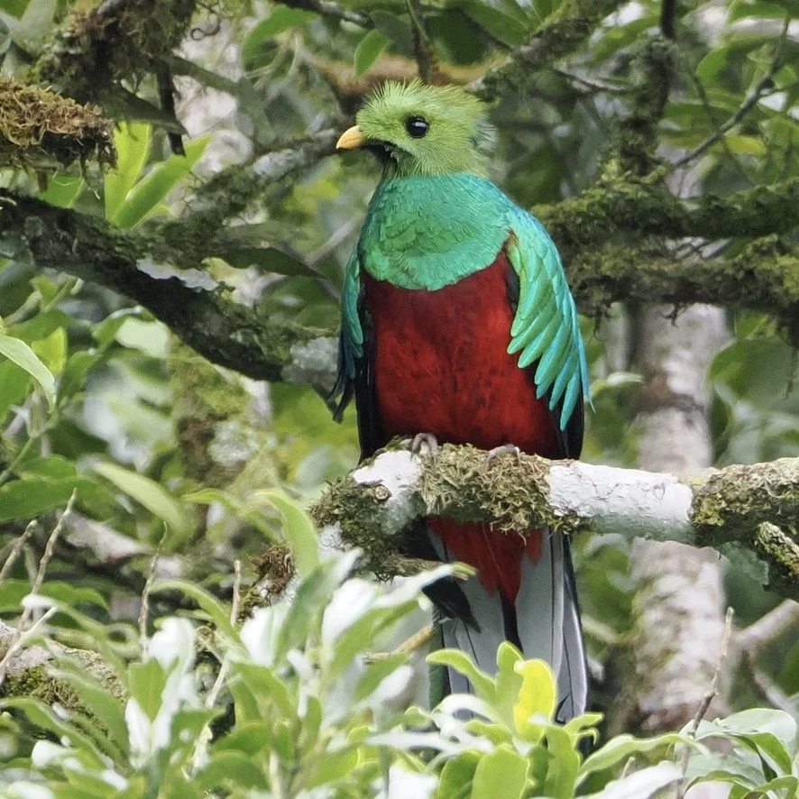 Apparently there are only a few hundred Quetzal  in Costa Rica.