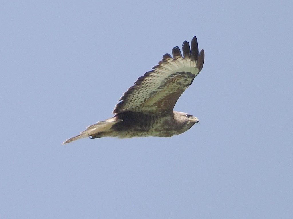 Buzzard with what looks like a full crop