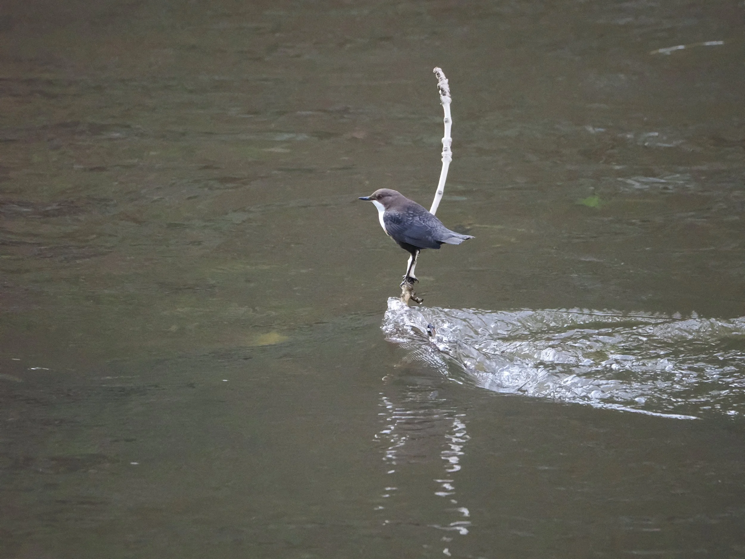 dipper on vertical stick in river.jpeg