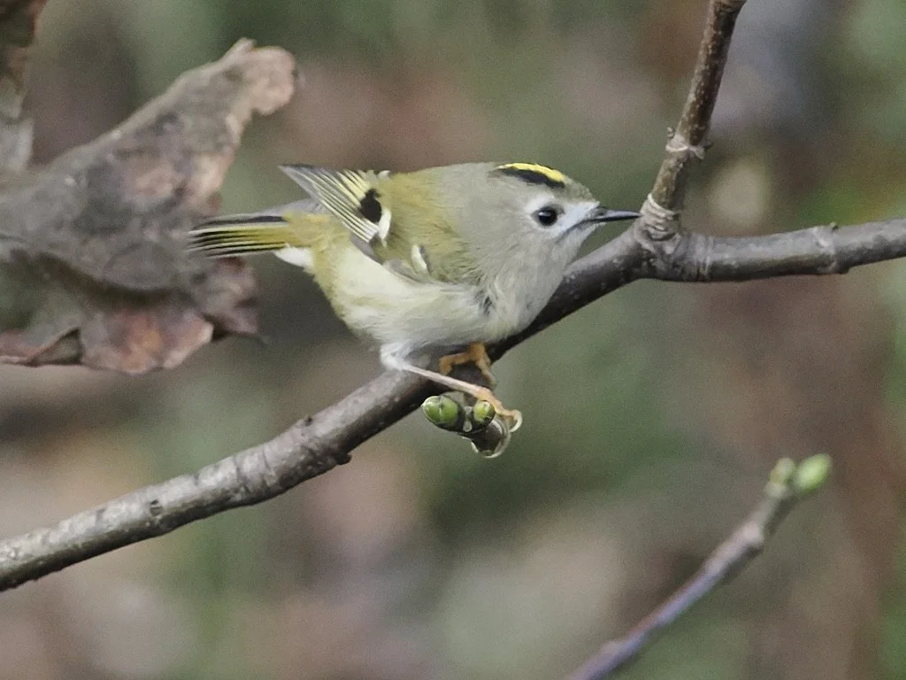 Goldcrest, the UK's smallest bird