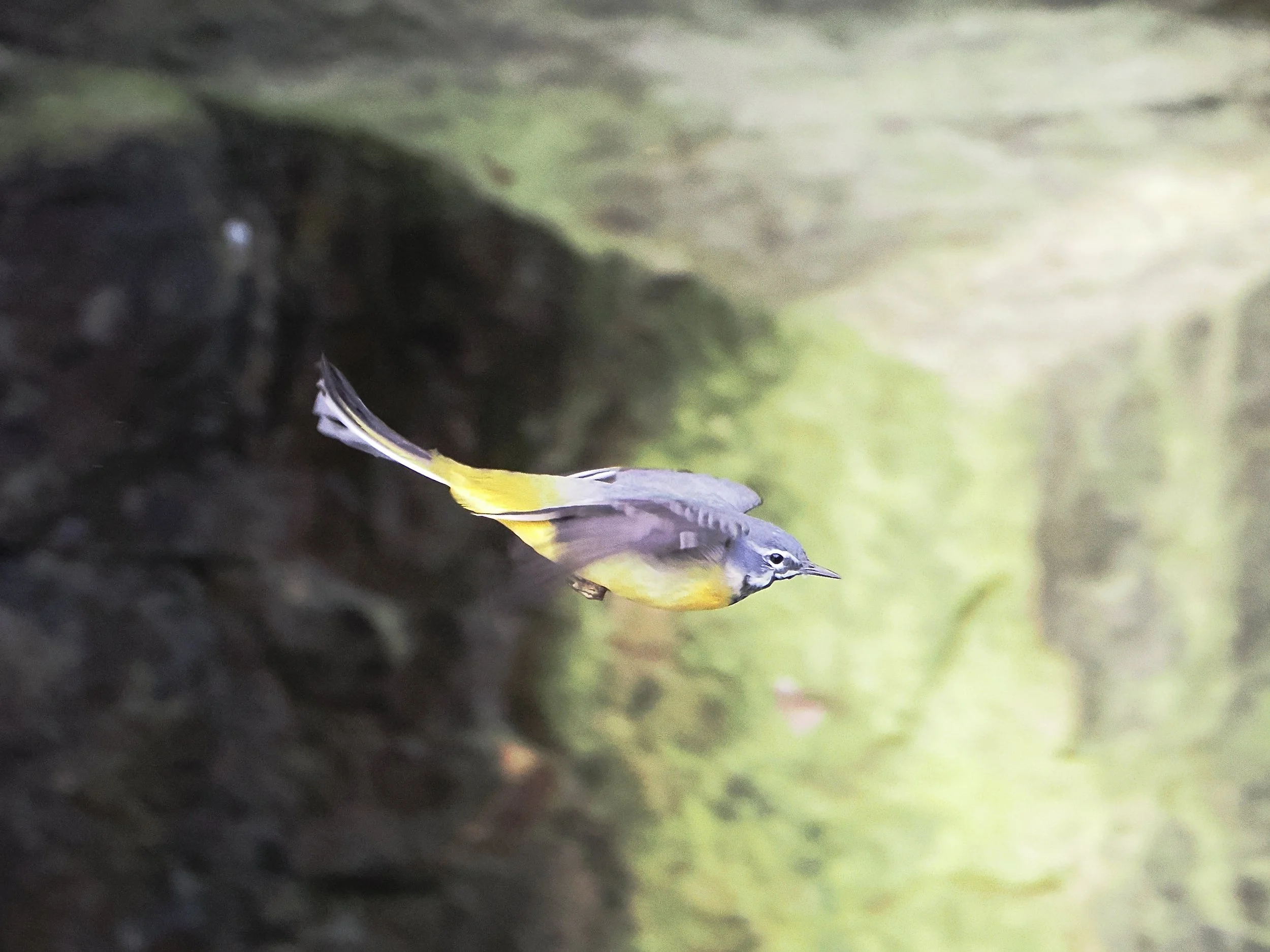 wagtail in flight.jpeg