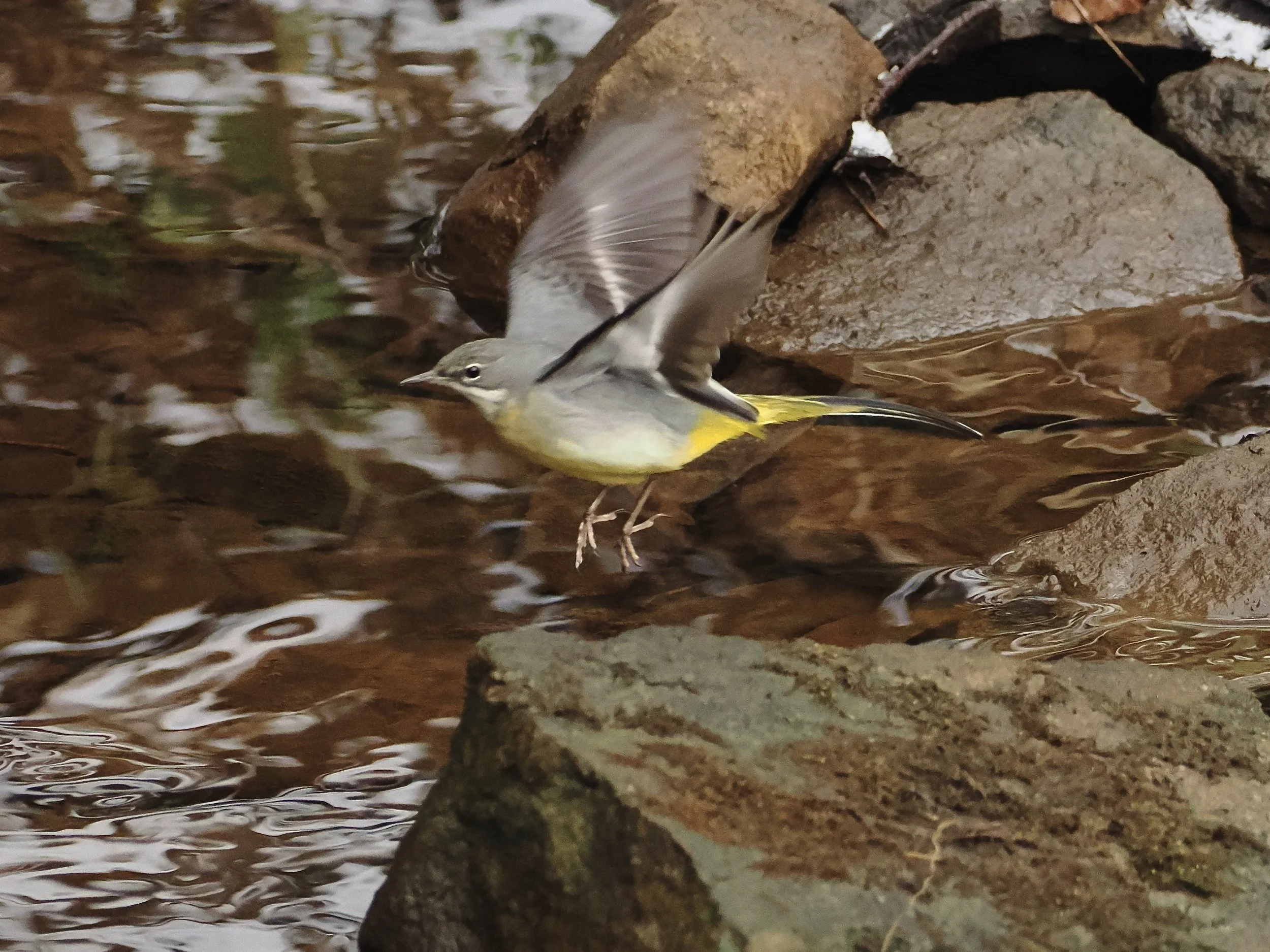 Grey Wagtail juming between rocks