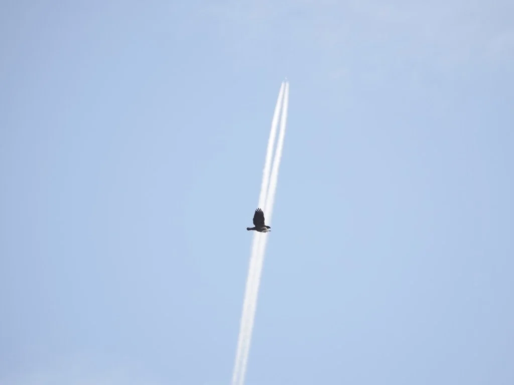 Buzzard with vapour trails!